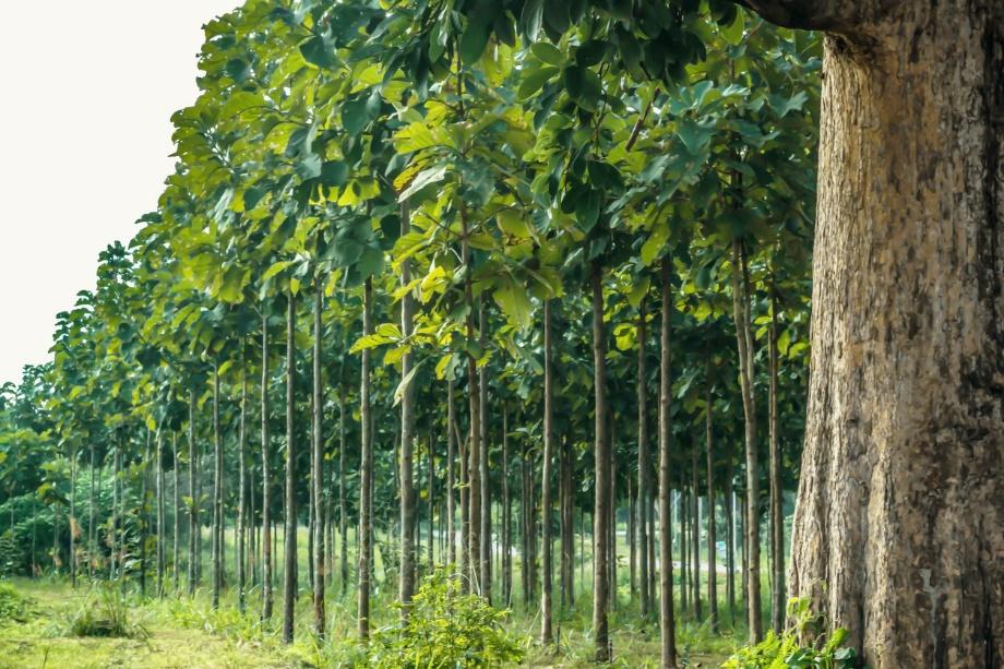 teak plantations